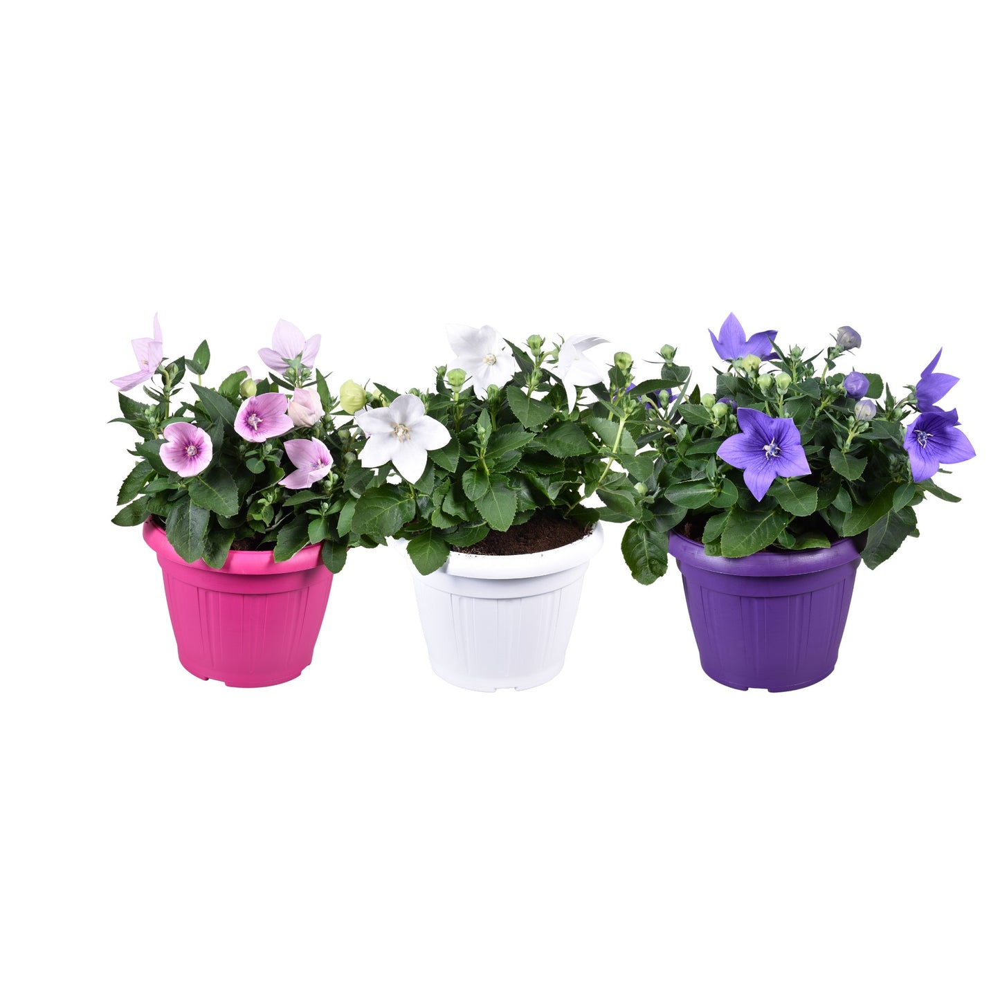 Adrichem Potplanten Platycodon mix (+ drp.stone) Pack of 3