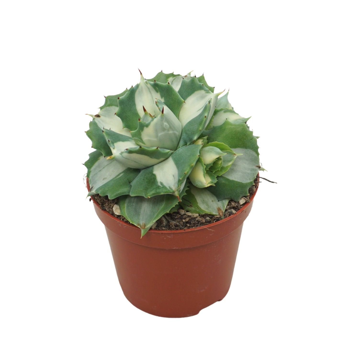 Agave 15cm 8.5cm Pot