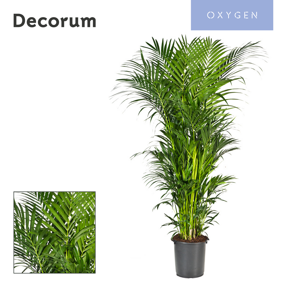 Howea forsteriana 250cm 40cm Pot