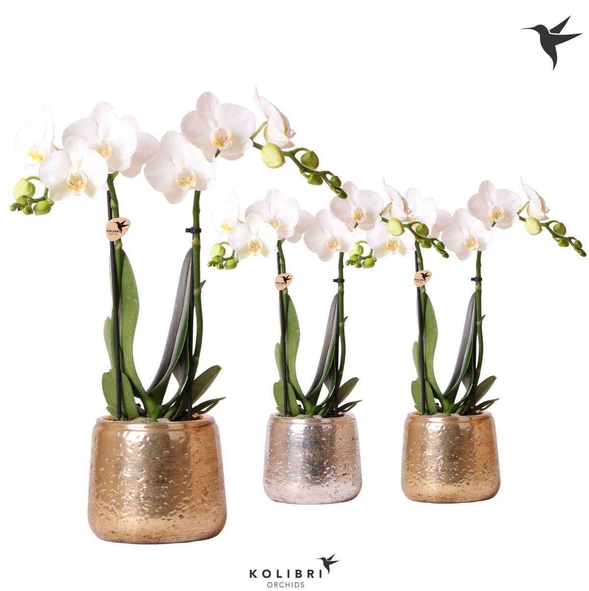 Phalaenopsis multiflora white 40cm 9cm Pot