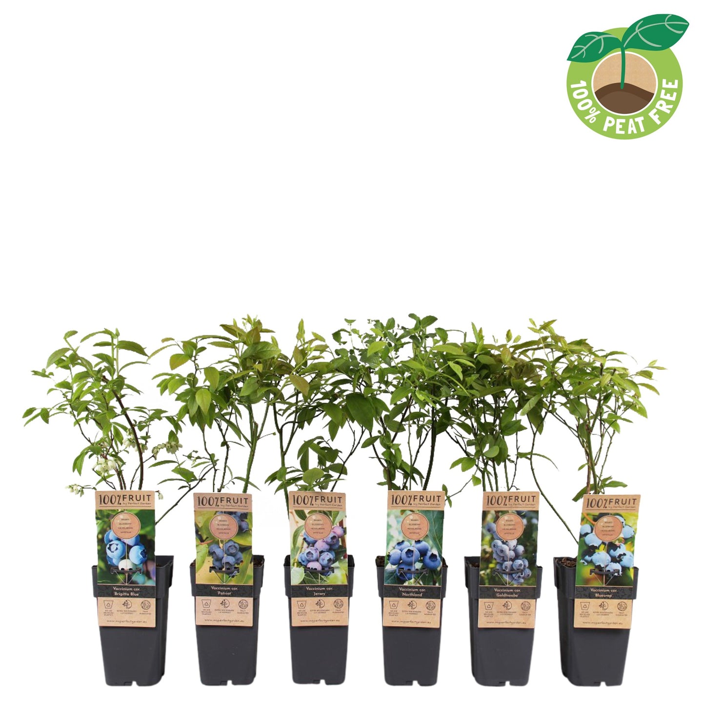 Streng Growers B.V. Vaccinium corymbosum ("Blueberry") Pack of 10
