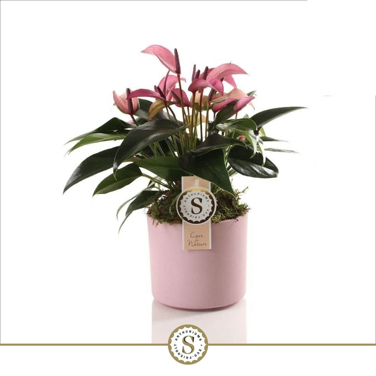 Anthurium Zizou 40cm 12cm Pot