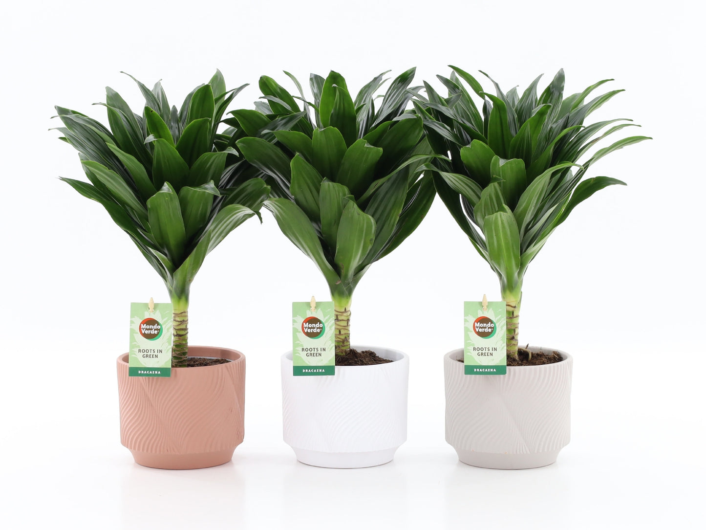 Dracaena fragrans Janet Craig 35cm 13cm Pot