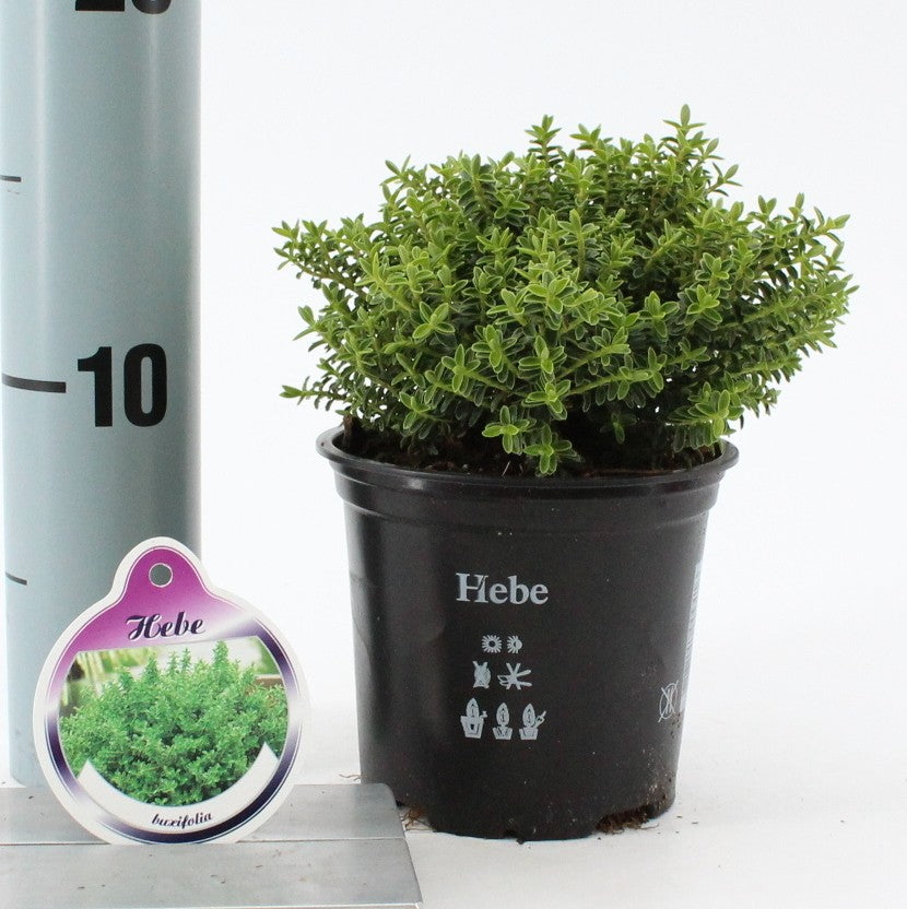 Hebe Celebration 12cm 10.5cm Pot
