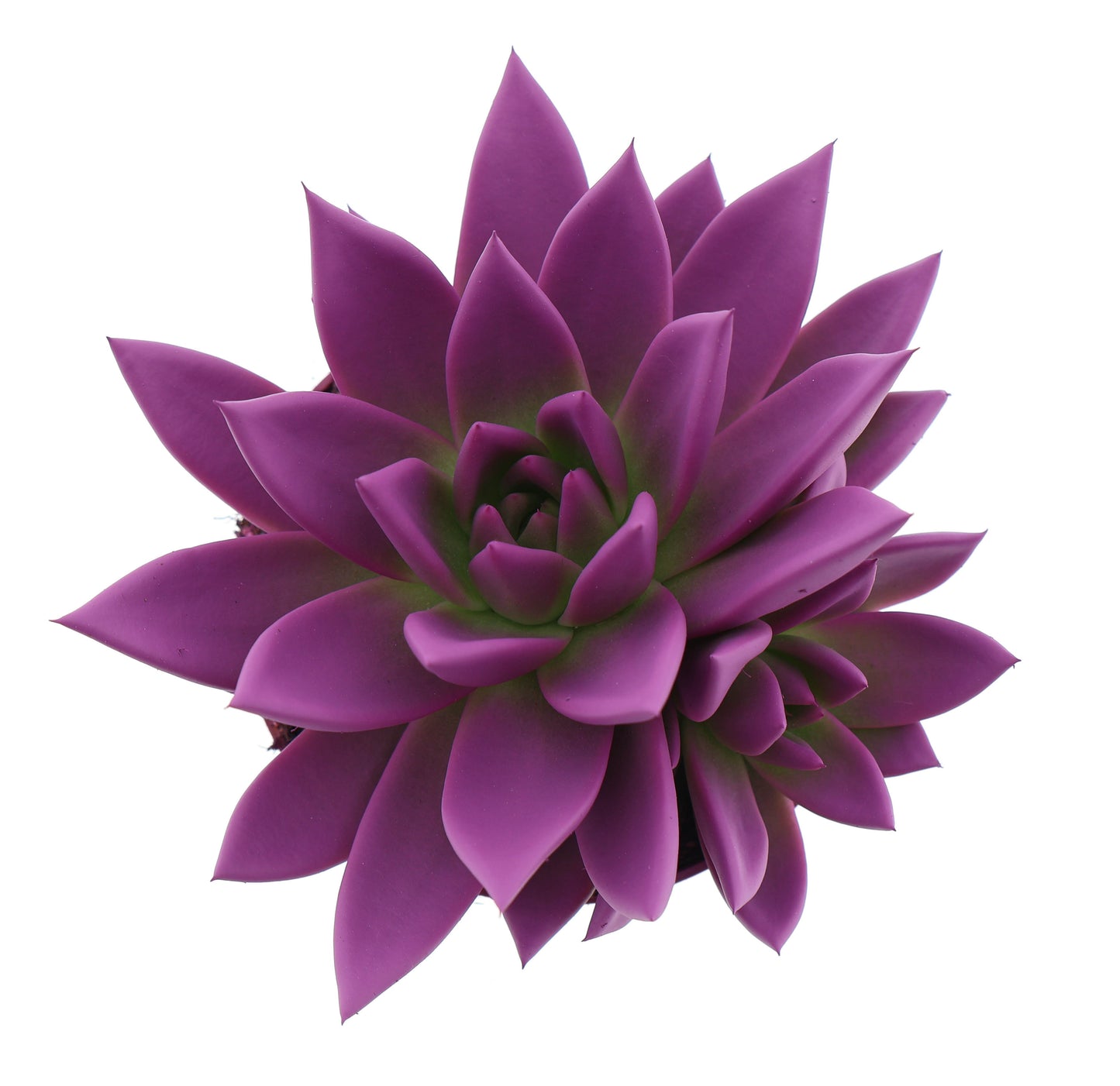 Euro Cactus Holland Bv Rainbow fuchsia Pack of 8