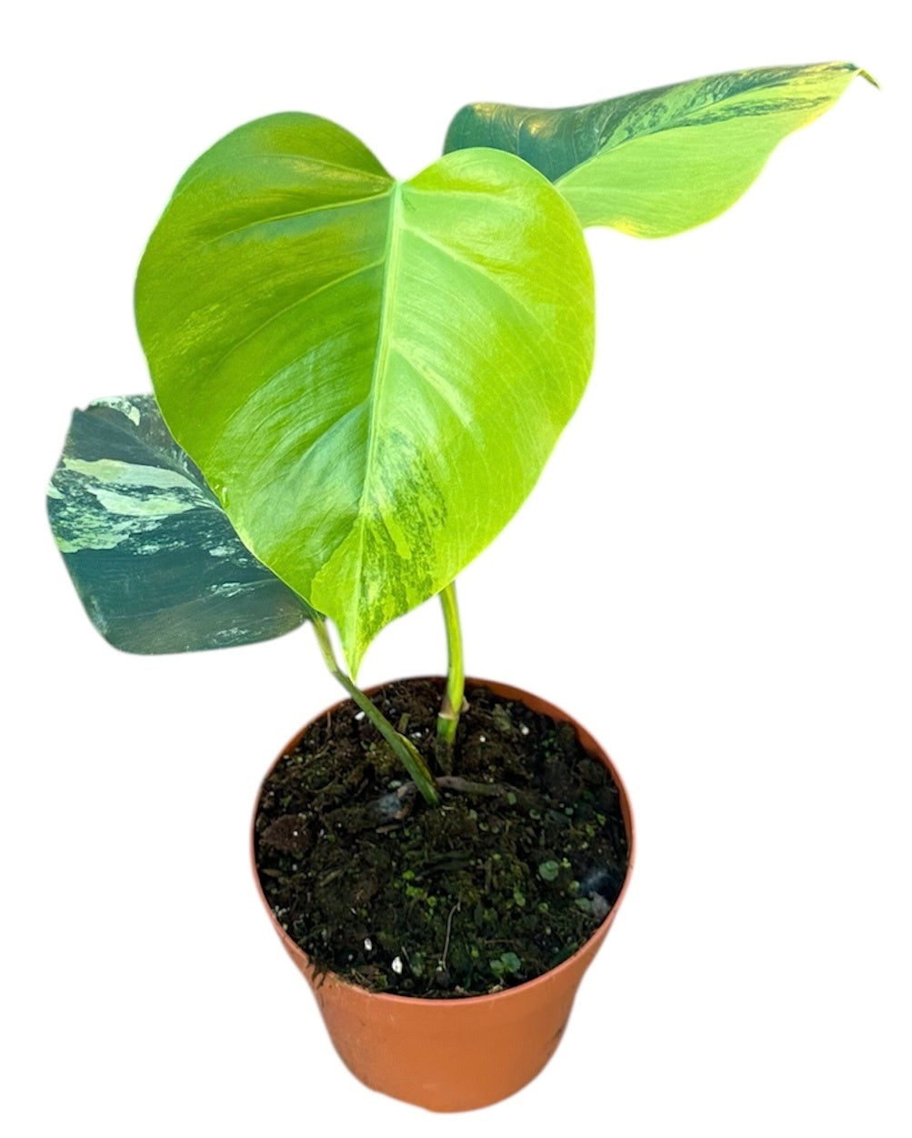 Monstera Variegated 30cm 17cm Pot