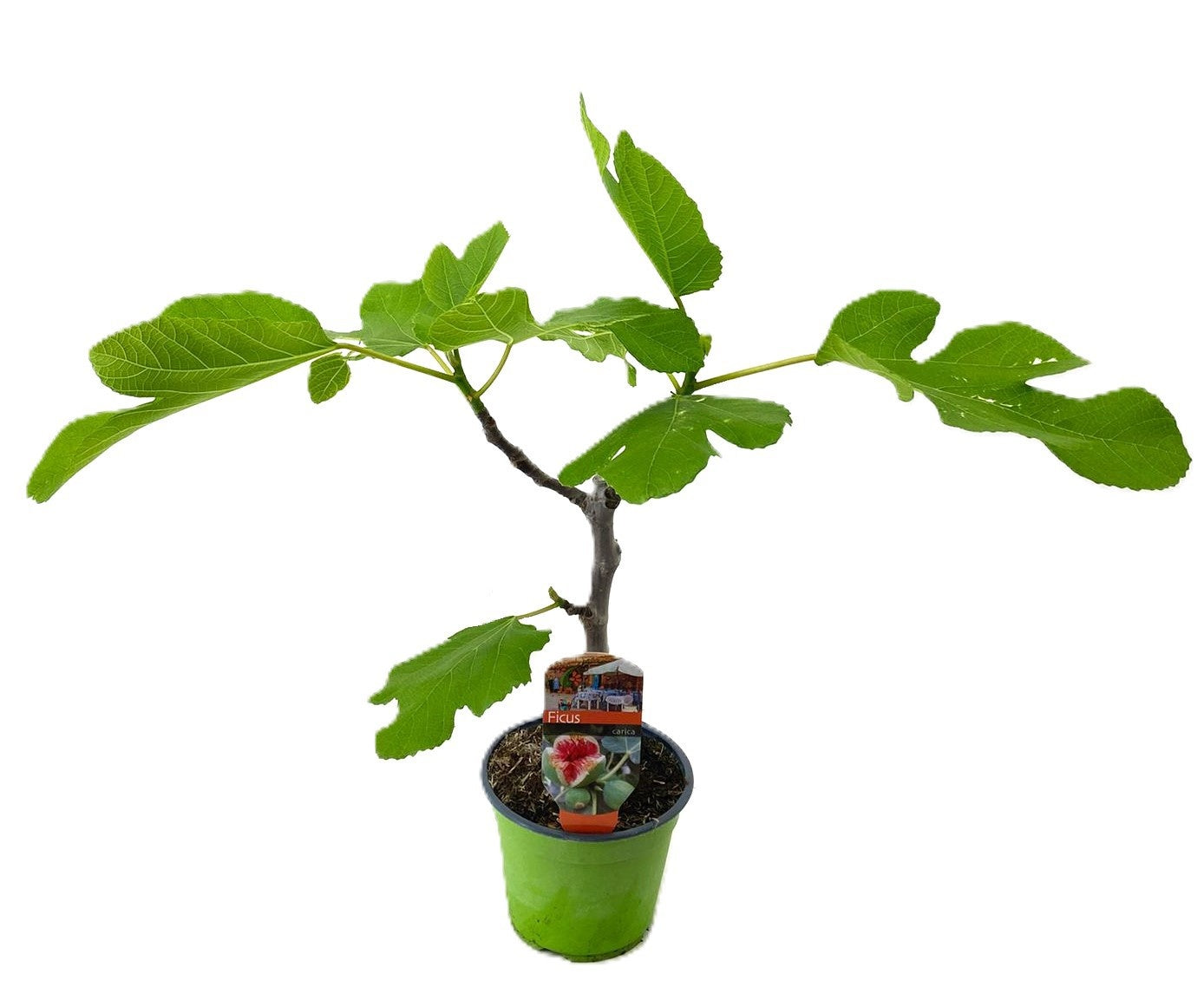 Ficus carica ("Fig") 40cm 14cm Pot