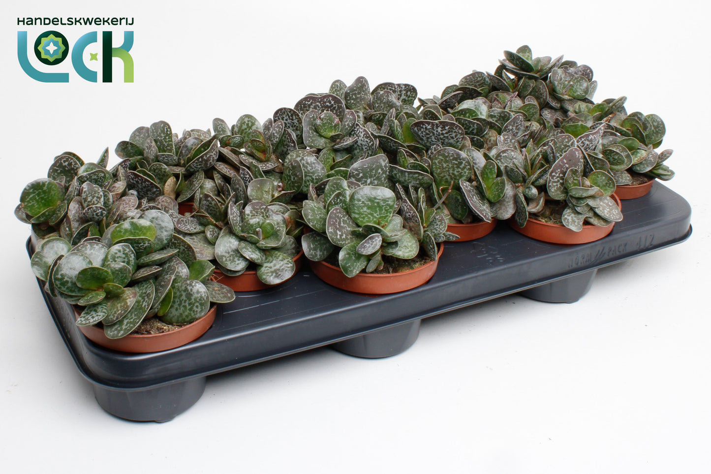 Adromischus cooperii 15cm 10.5cm Pot