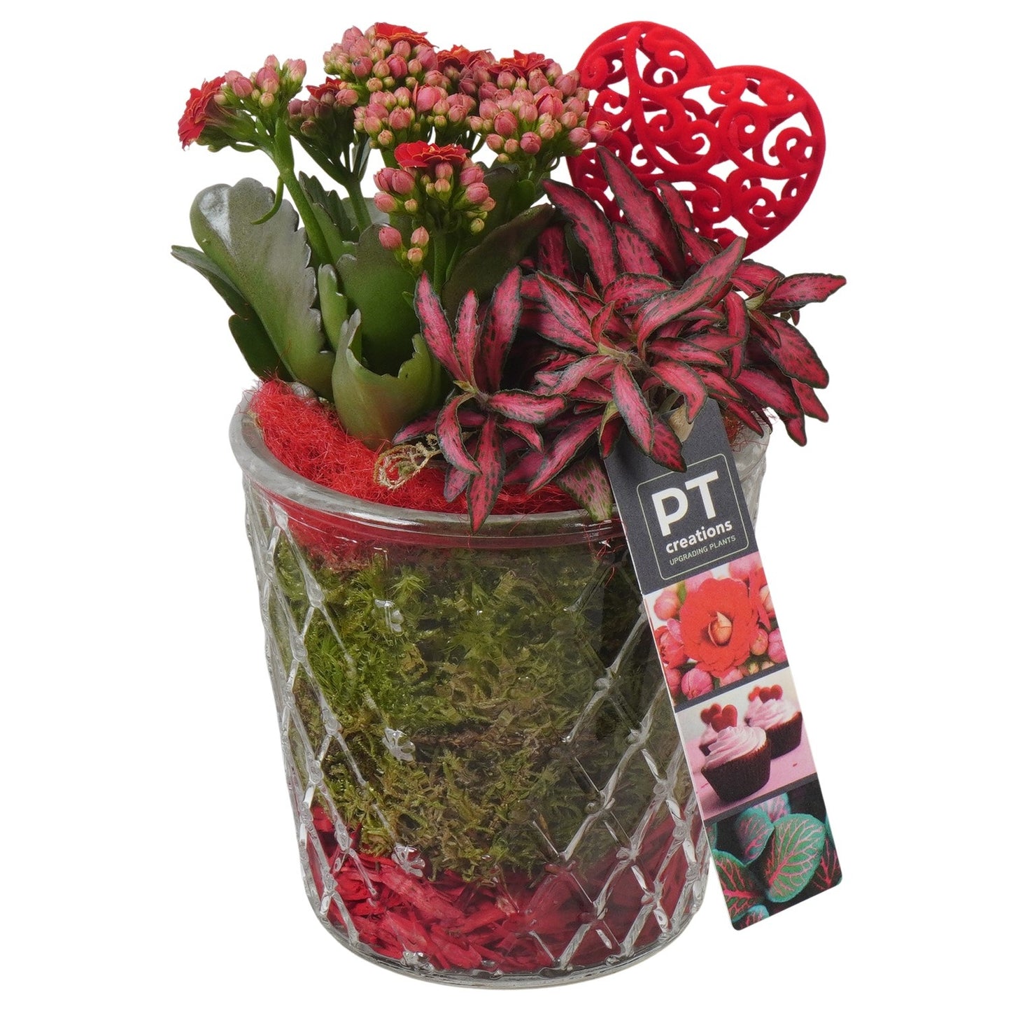 Indoor arrangement 24cm 13cm Pot