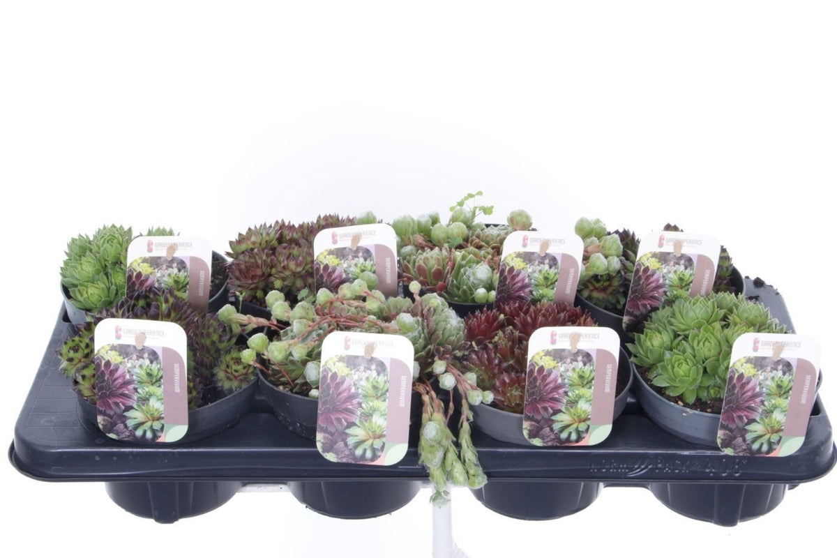 Sempervivum mix 15cm 13cm Pot