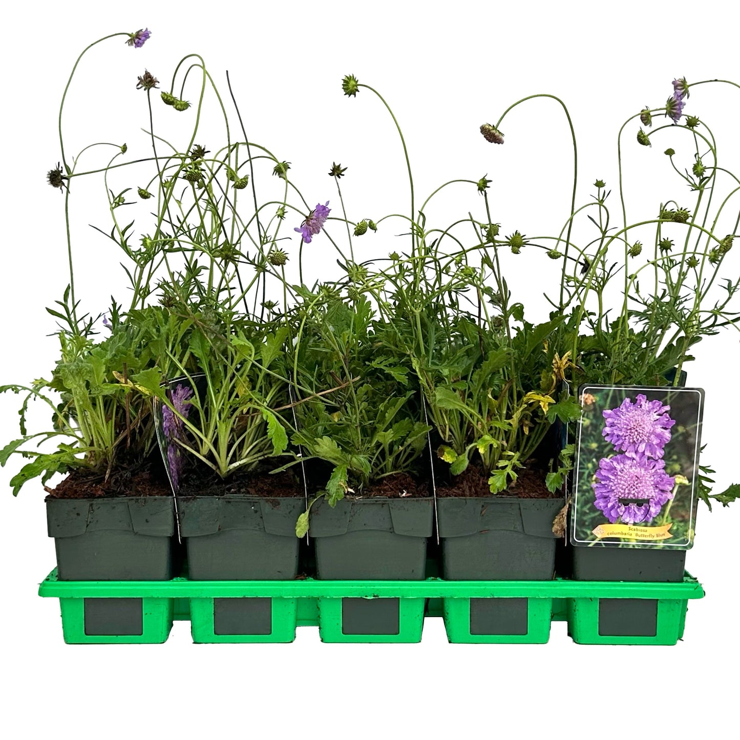 Gebr. Griffioen Scabiosa Butterfly Blue Pack of 10