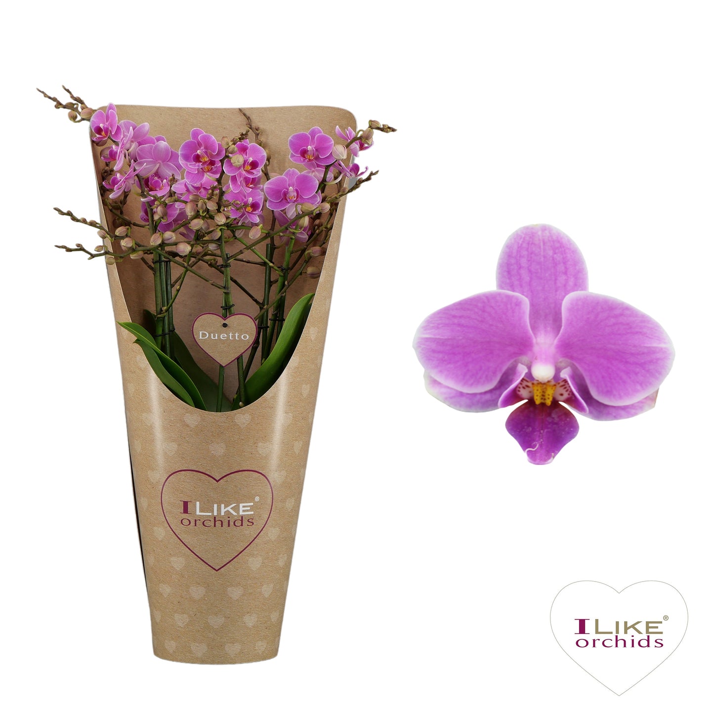 Phalaenopsis mf. Friday Flirt 50cm 17cm Pot