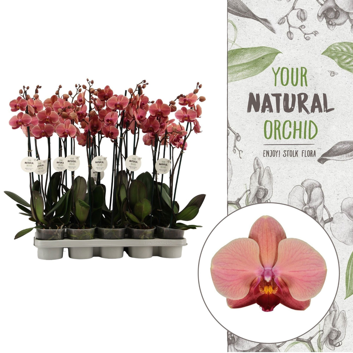 Phalaenopsis orange 60cm 12cm Pot