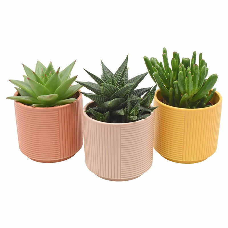 Succulent mix 10cm 8.5cm Pot