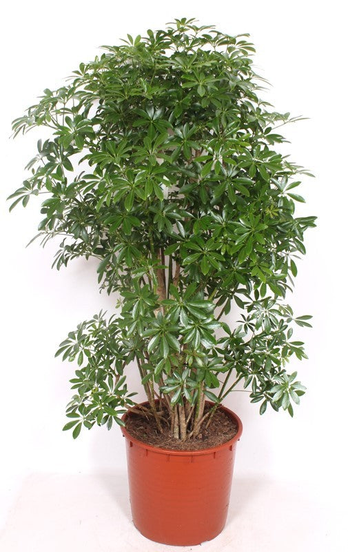 Schefflera Luseana 150cm 34cm Pot