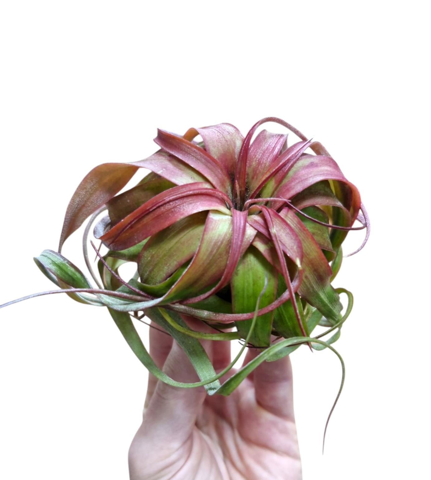 Tillandsia ionantha 8cm 12cm Pot