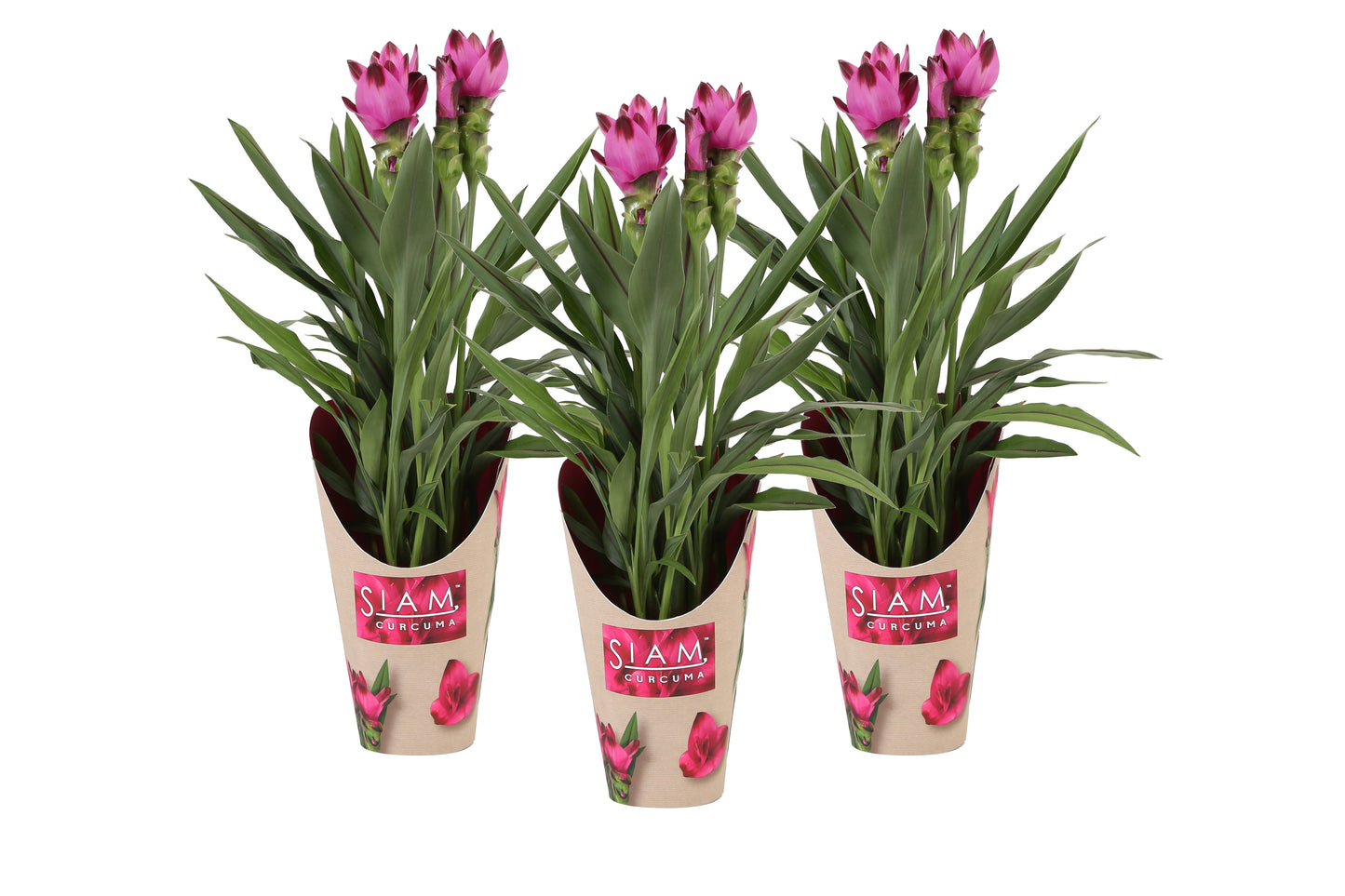 Curcuma Siam Splash 55cm 14cm Pot