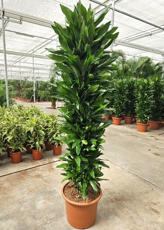 Dracaena frag. Janet Lind 250cm 50cm Pot