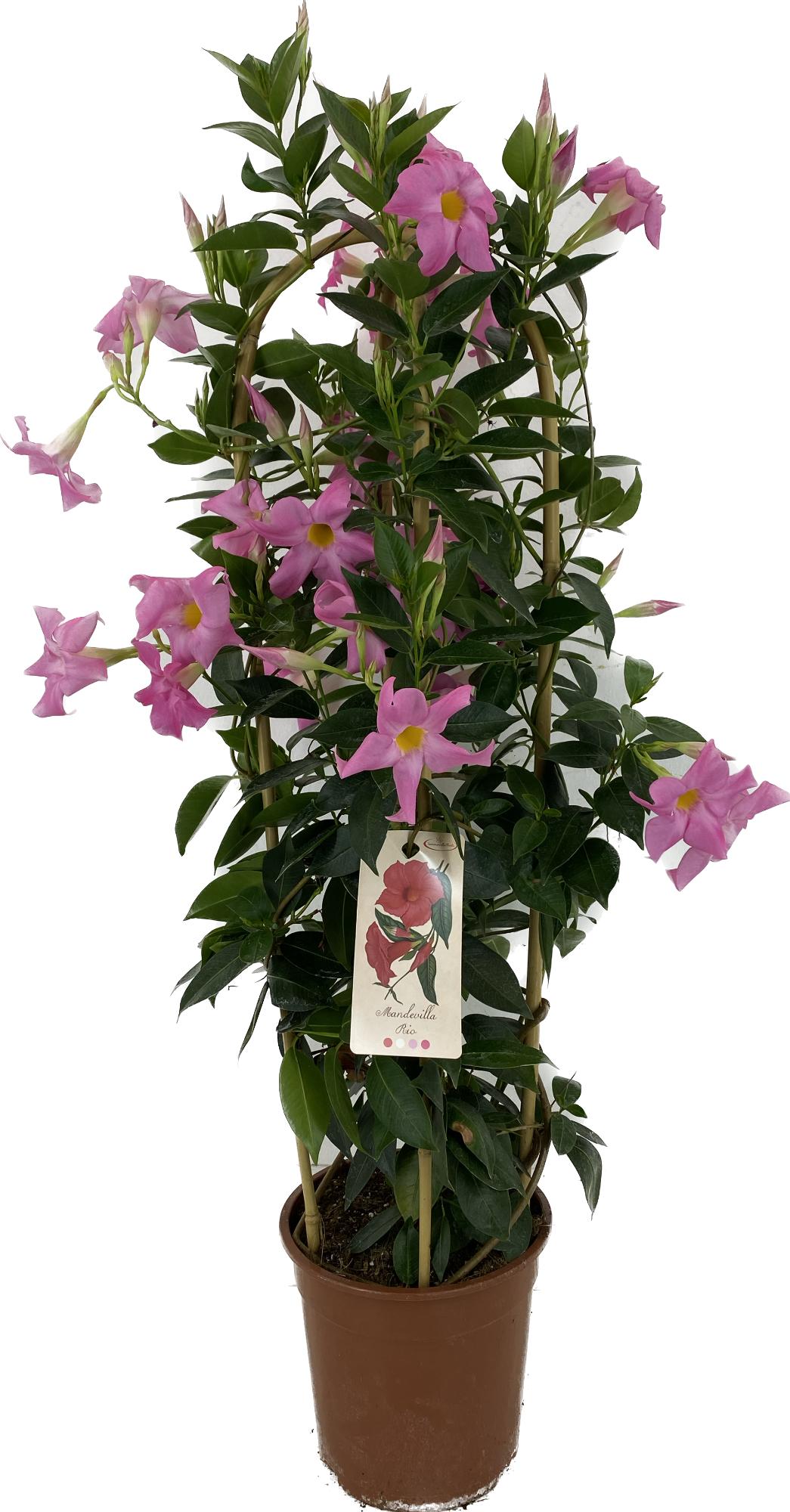 Mandevilla Rio Elegant Pink 90cm 22cm Pot