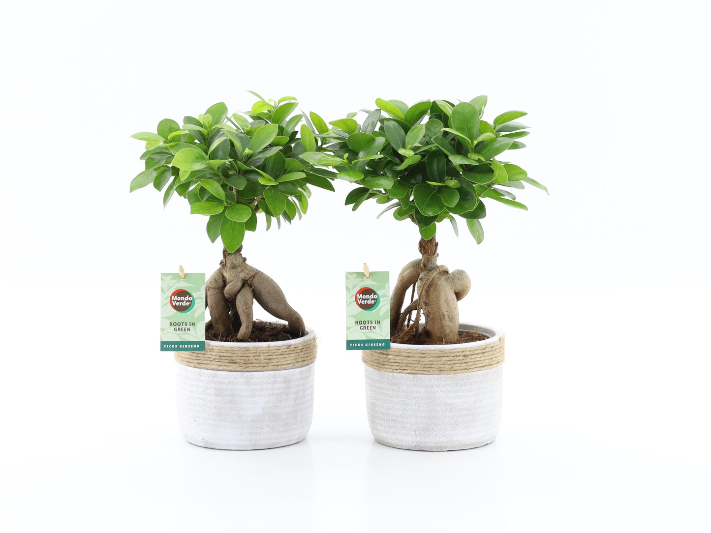 Ficus Ginseng 35cm 13cm Pot
