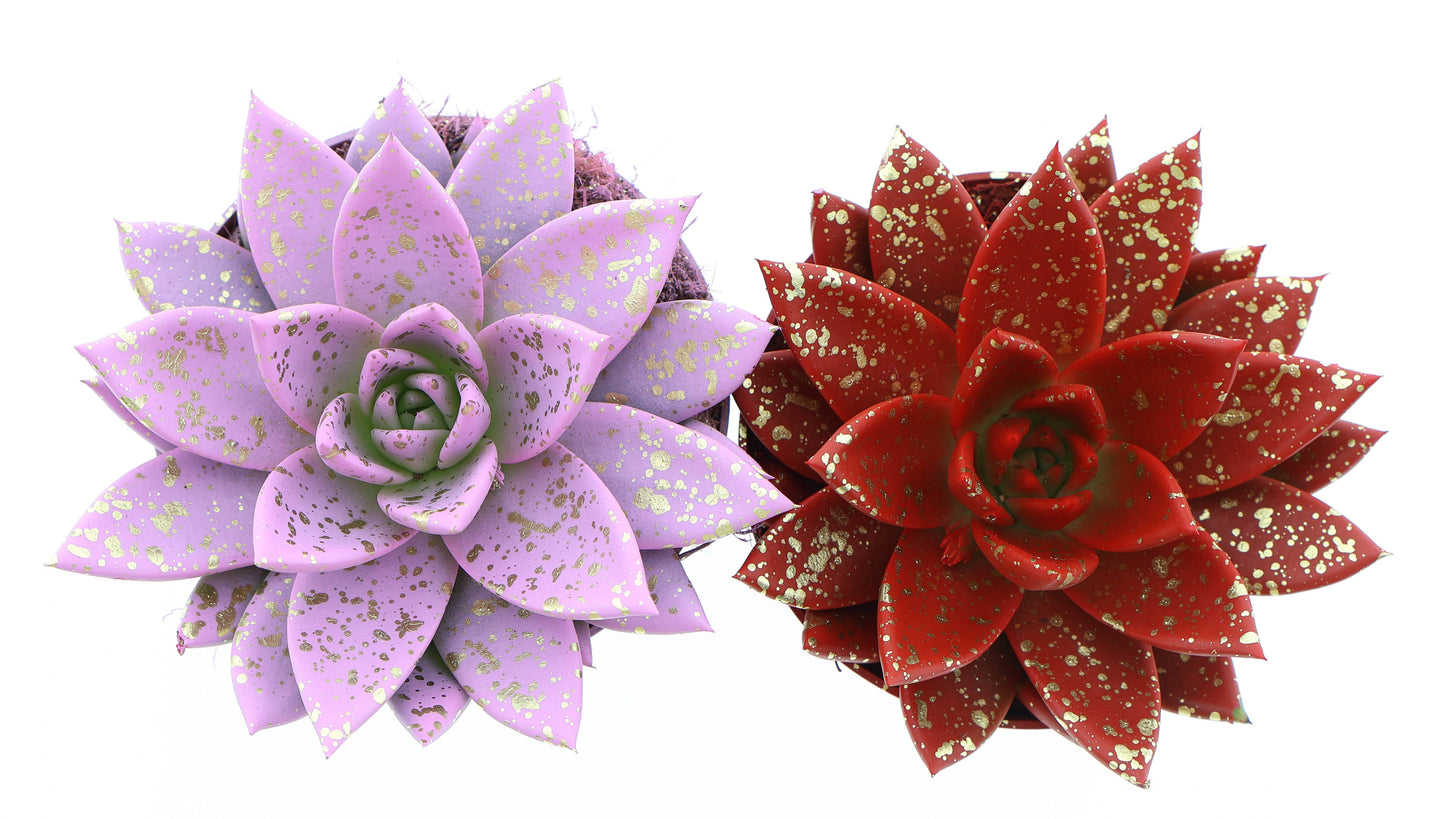 Miranda sprinkle love mix 12cm 510cm Pot