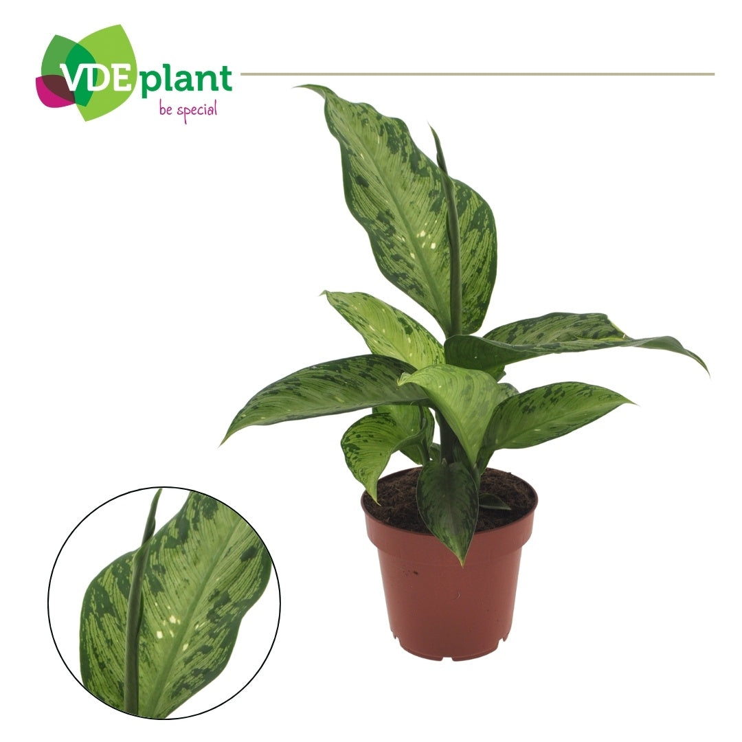 VDE plant BV Dieffenbachia Memoria Corsii Pack of 8