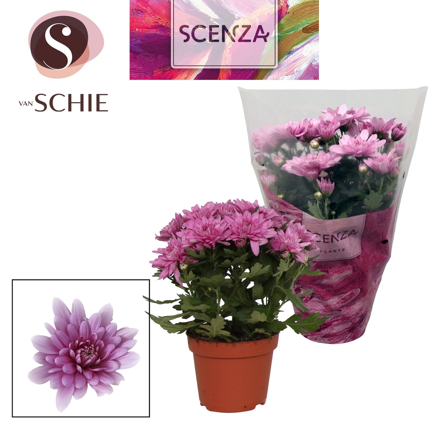 Schie Van Chrysanthemum Dynamic Pack of 8