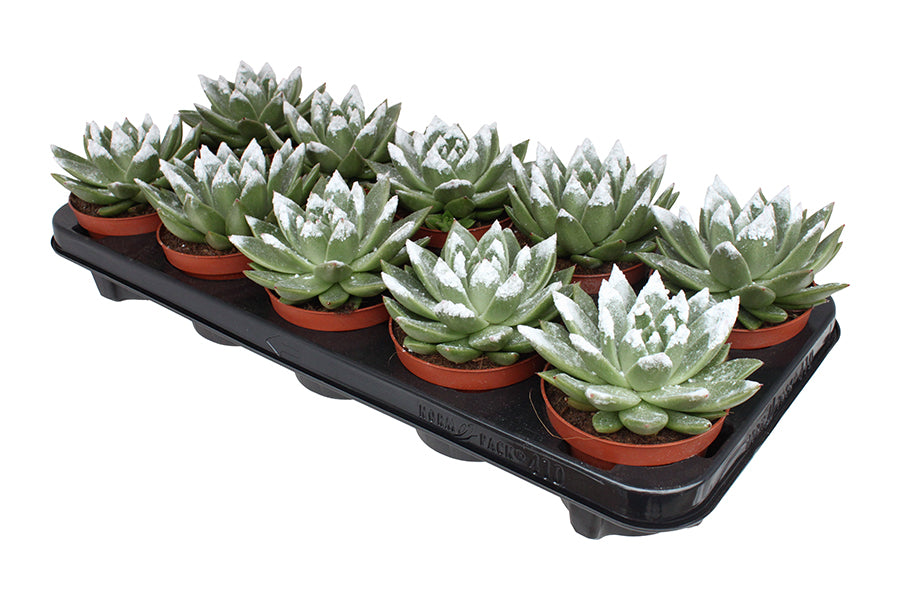 Echeveria Miranda 13cm 510cm Pot