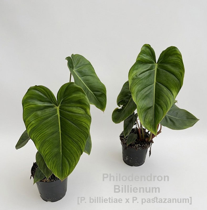 Philodendron scandens 45cm 14cm Pot