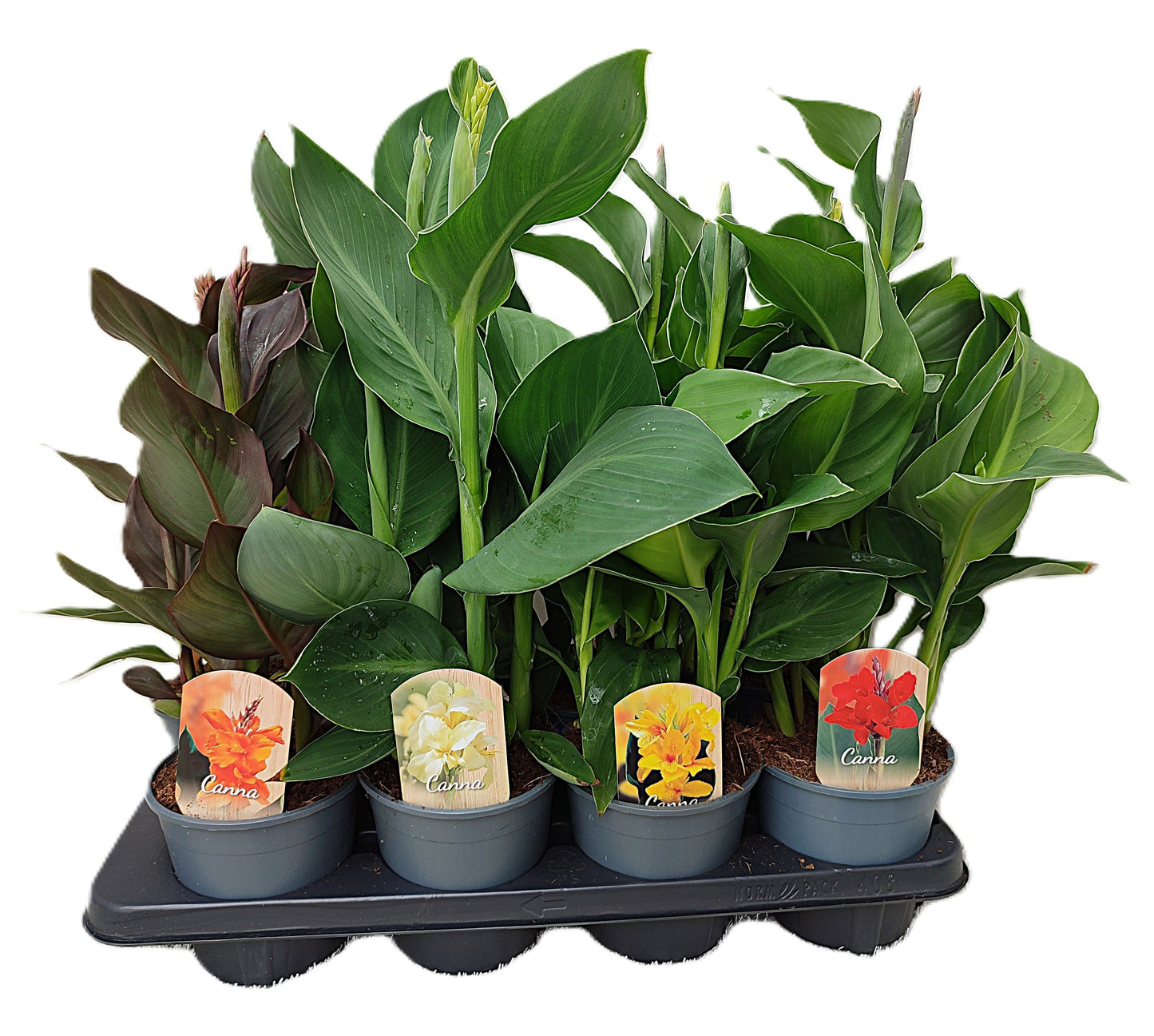 Canna Cannova mix 50cm 14cm Pot