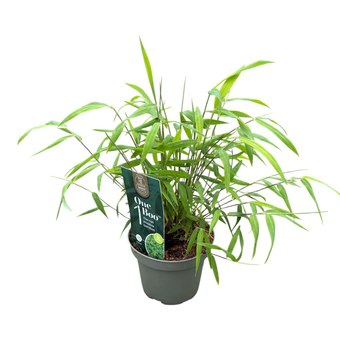 Fargesia angustissima 20cm 10cm Pot