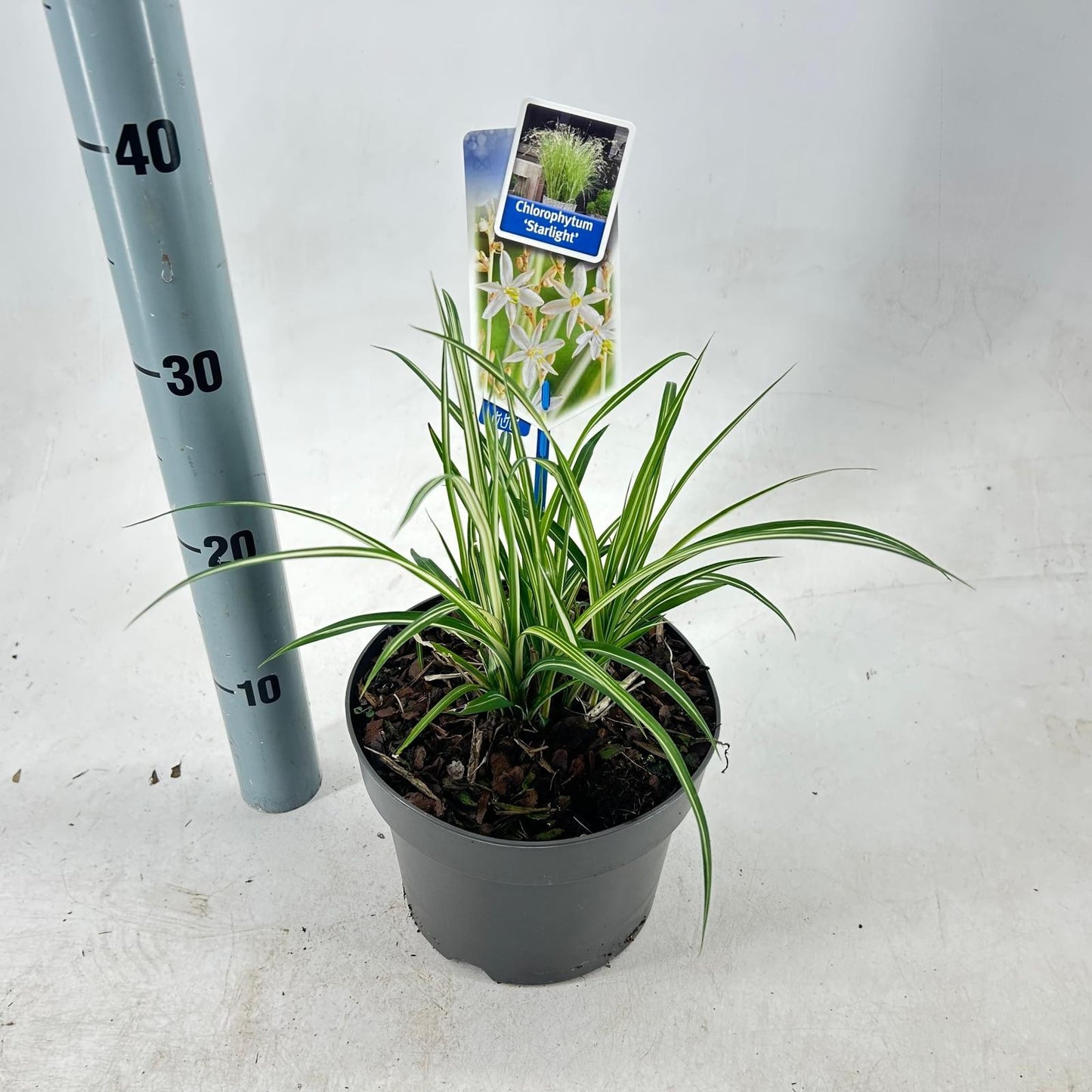 Chlorophytum sau. Starlight 70cm 19cm Pot