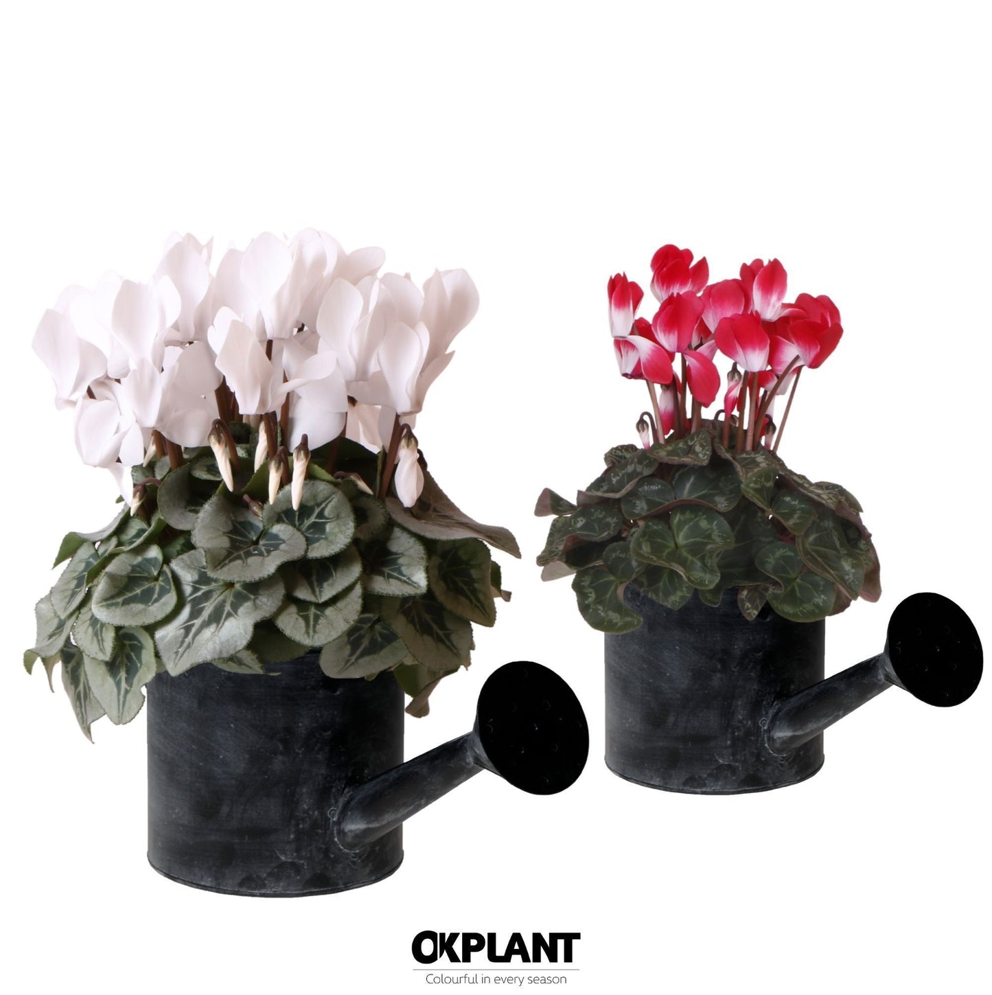 Cyclamen midi 25cm 12cm Pot