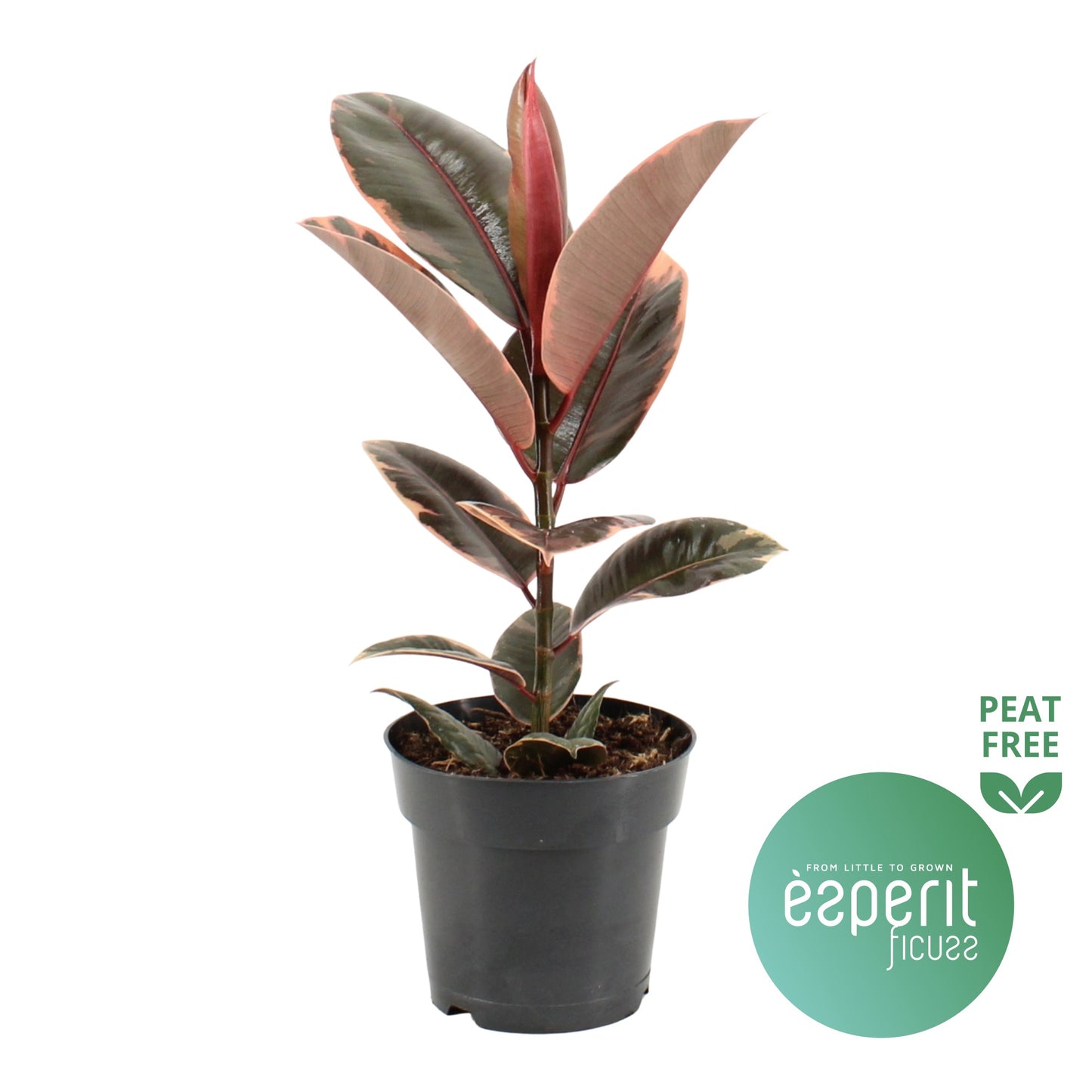 Ficus Belize 55cm 17cm Pot