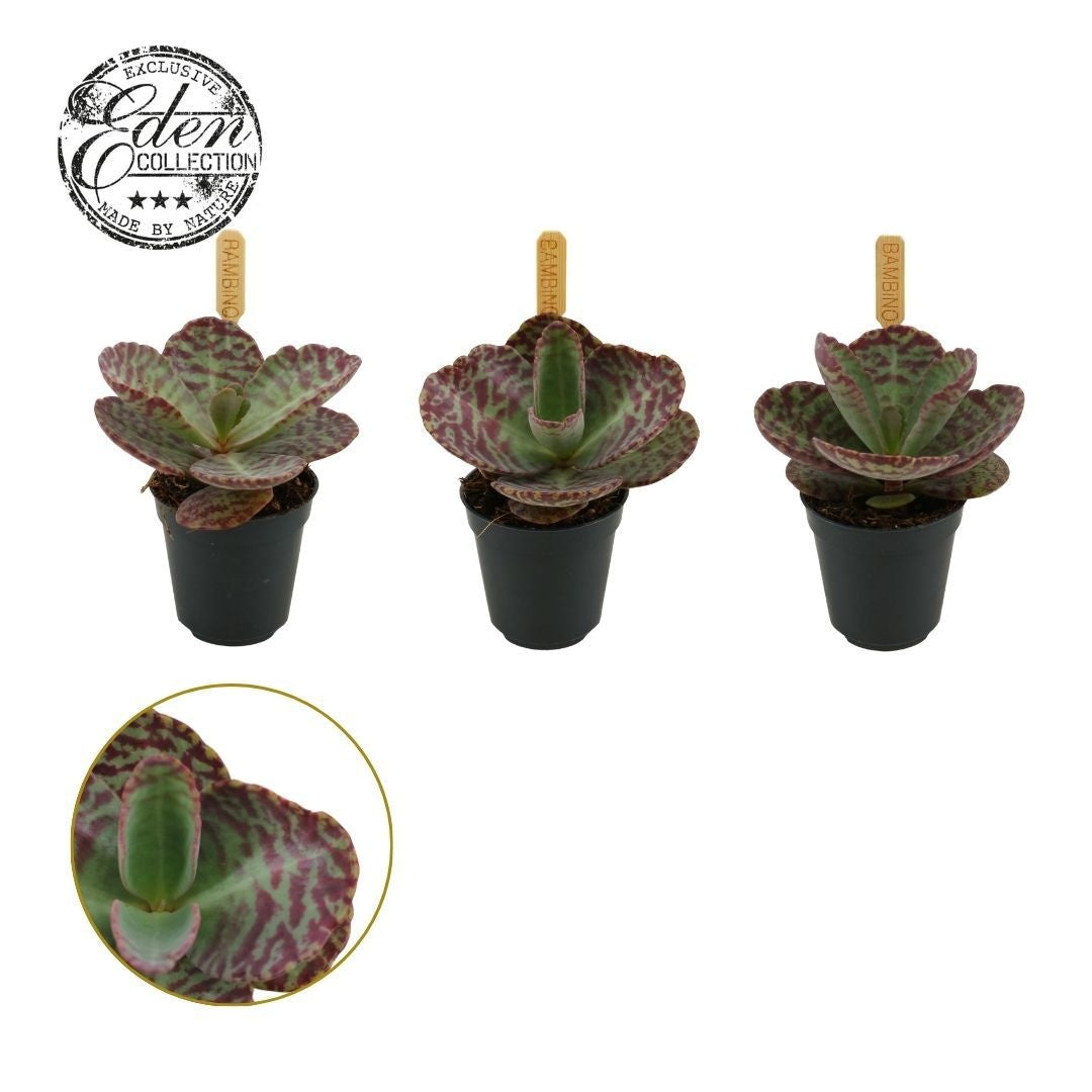 Kalanchoe hum. Surprising Desert 10cm 505cm Pot