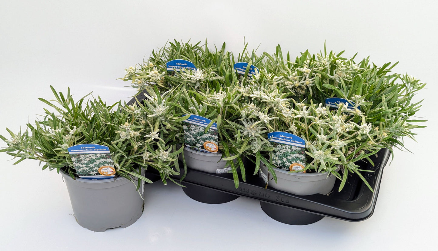 Leontopodium alpinum 32cm 17cm Pot