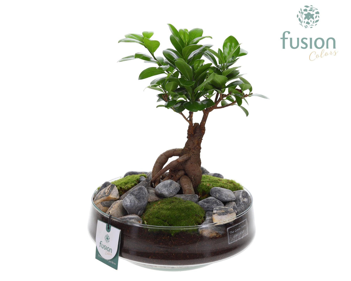 Ficus Ginseng in glass 43cm 24cm Pot
