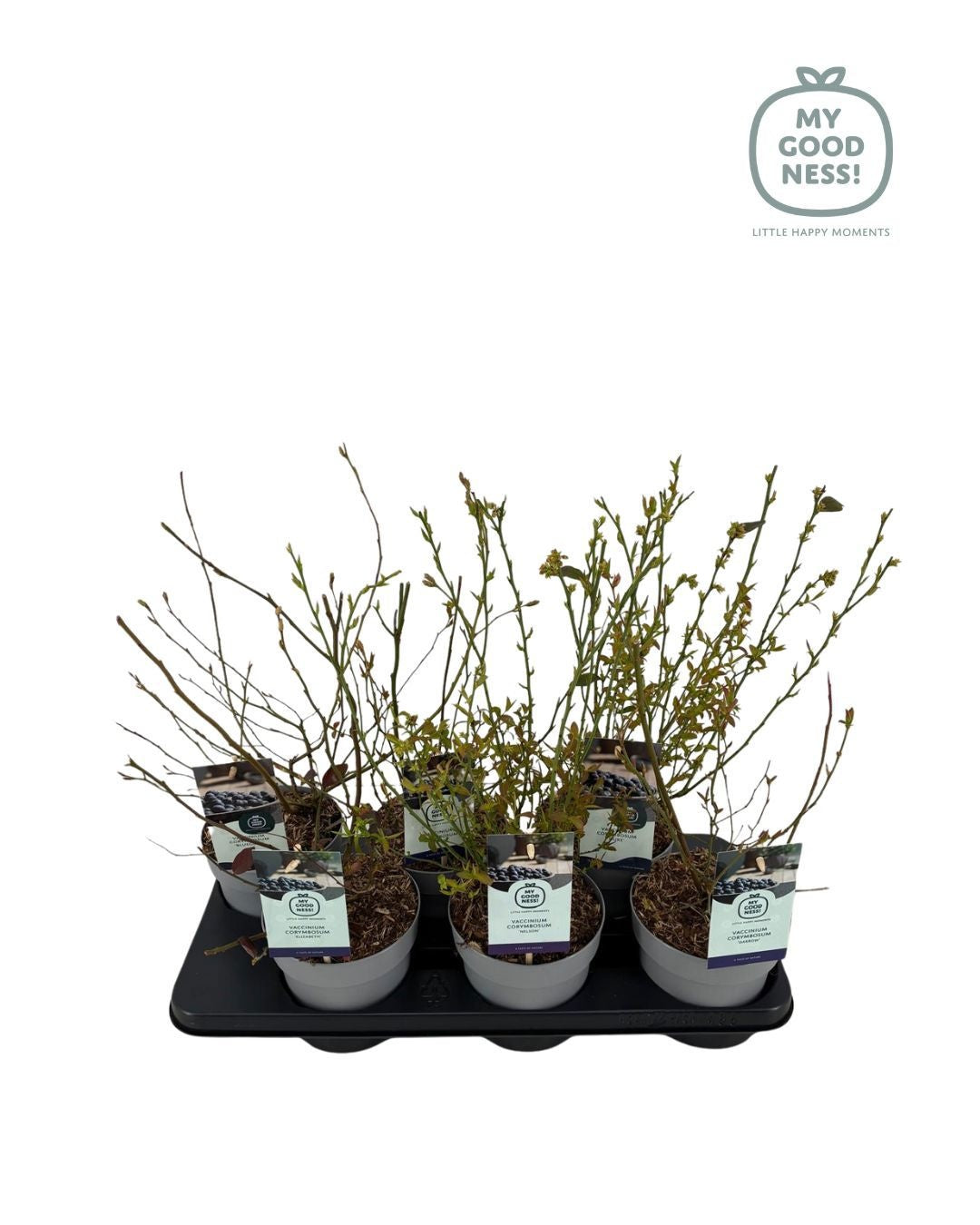 Vaccinium corymbosum ("Blueberry") 25cm 15cm Pot