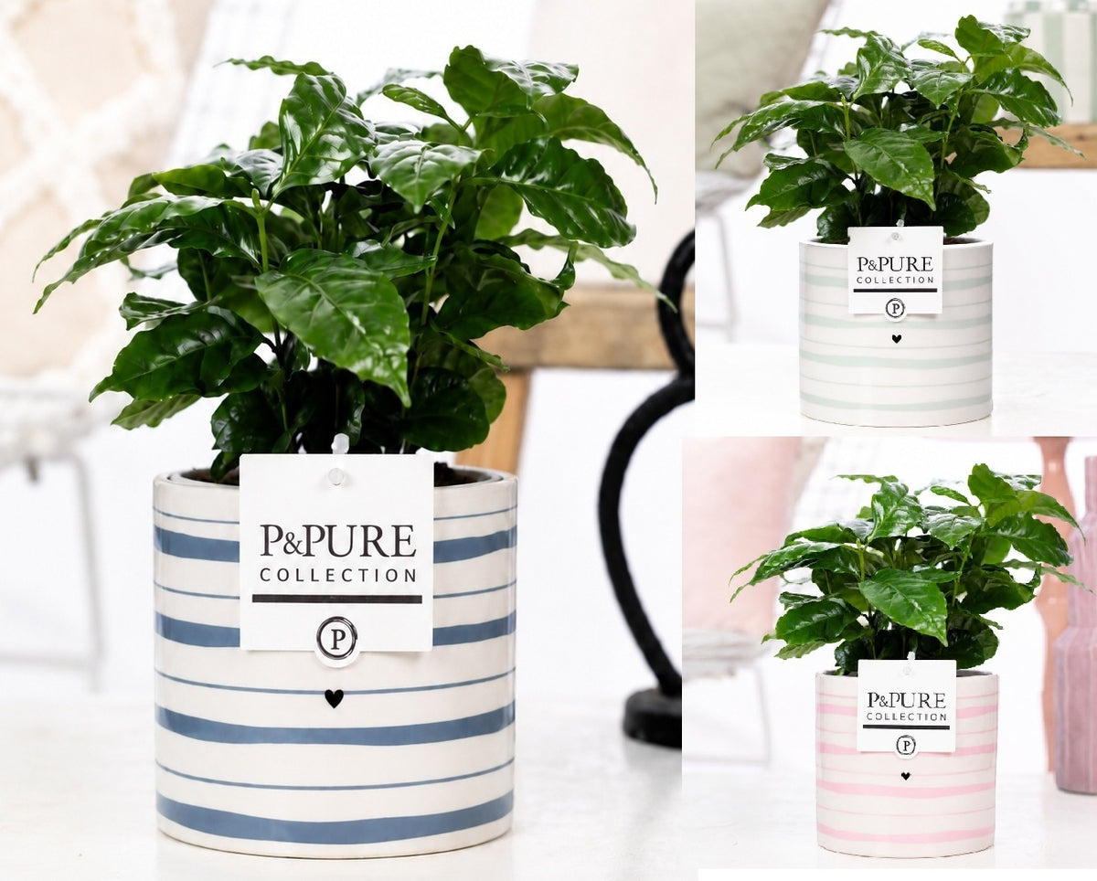 Coffea arabica 20cm 12cm Pot