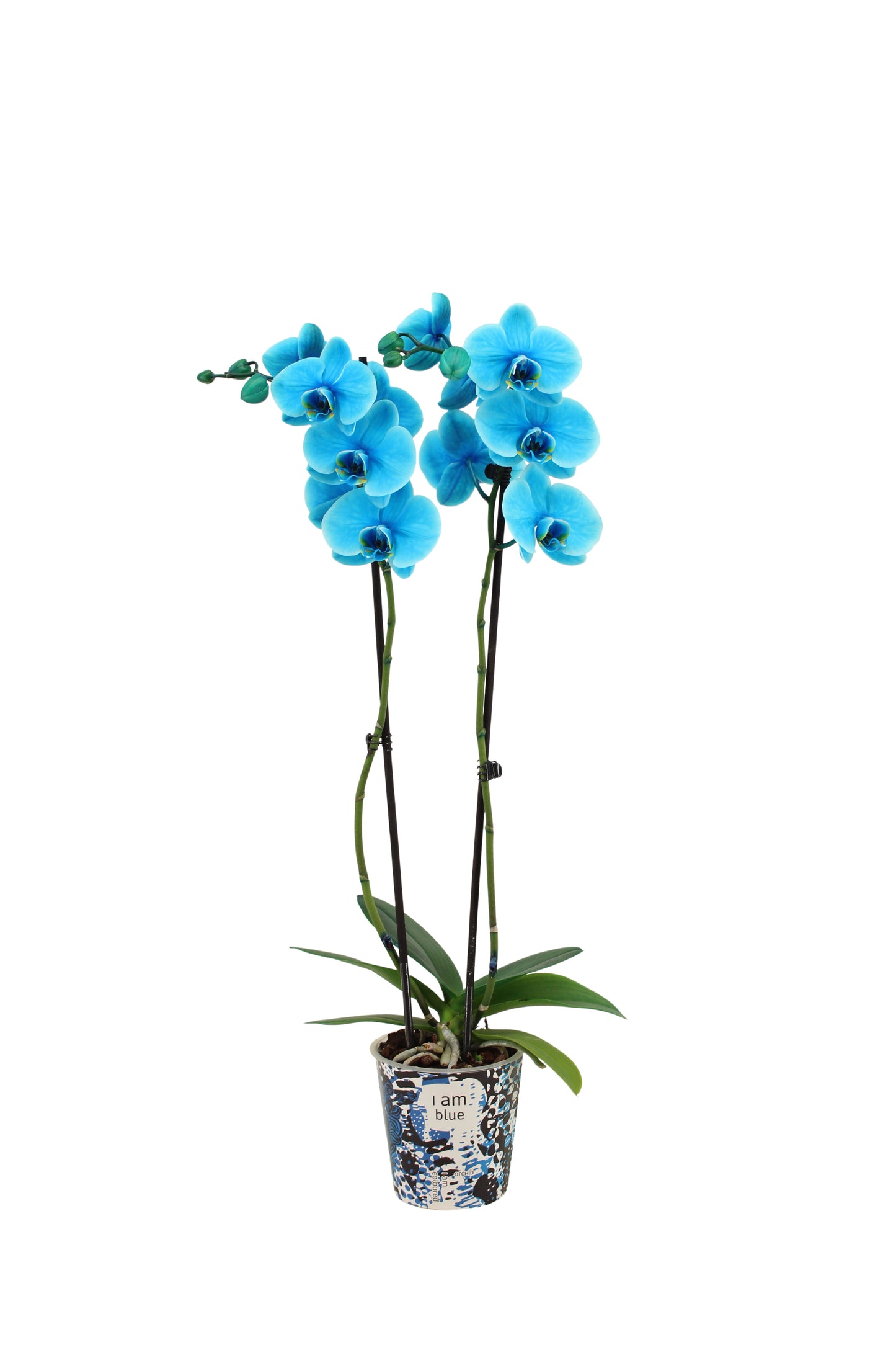 Phalaenopsis Royal ocean blue 55cm 12cm Pot