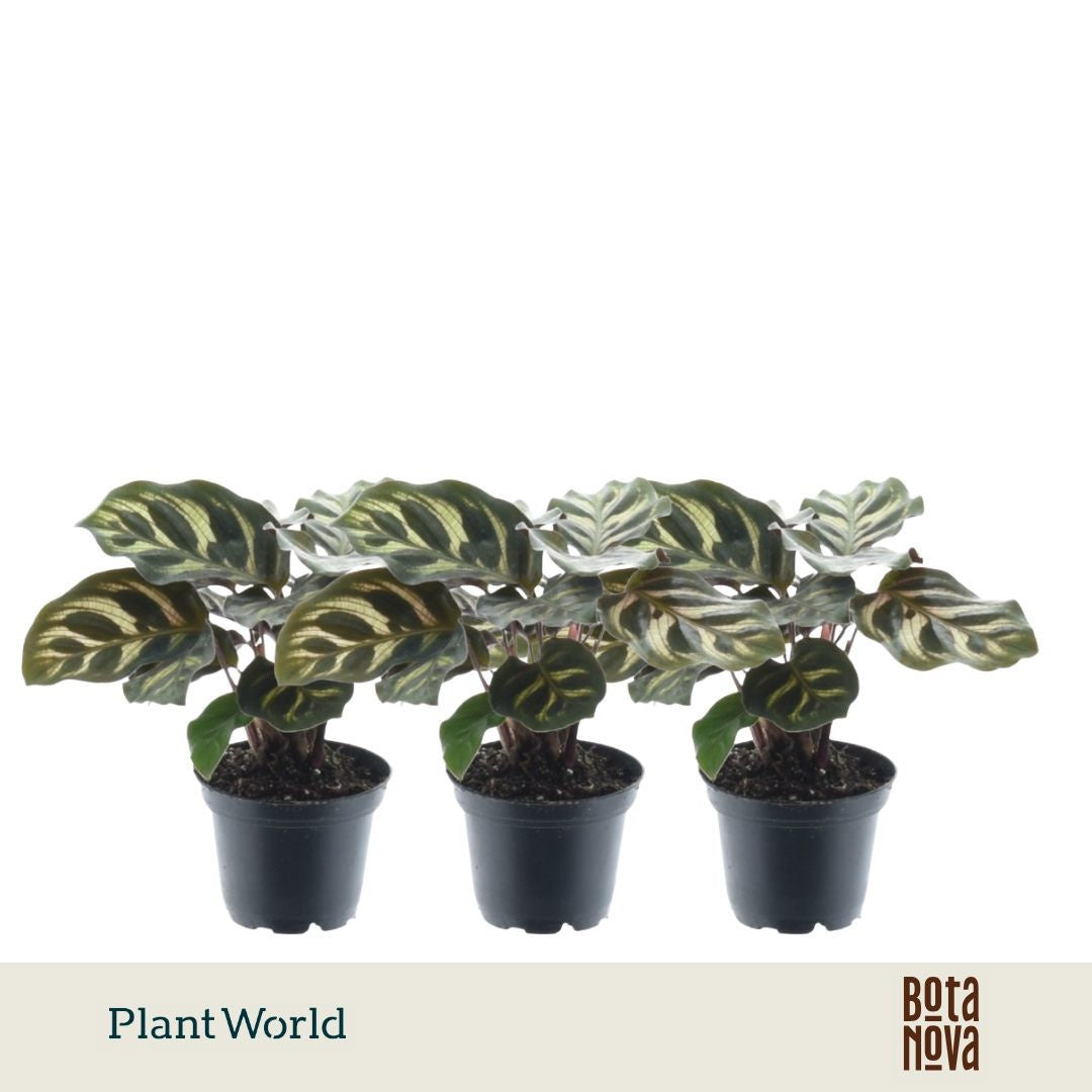 Plantworld Jogrow Calathea makoyana Pack of 16