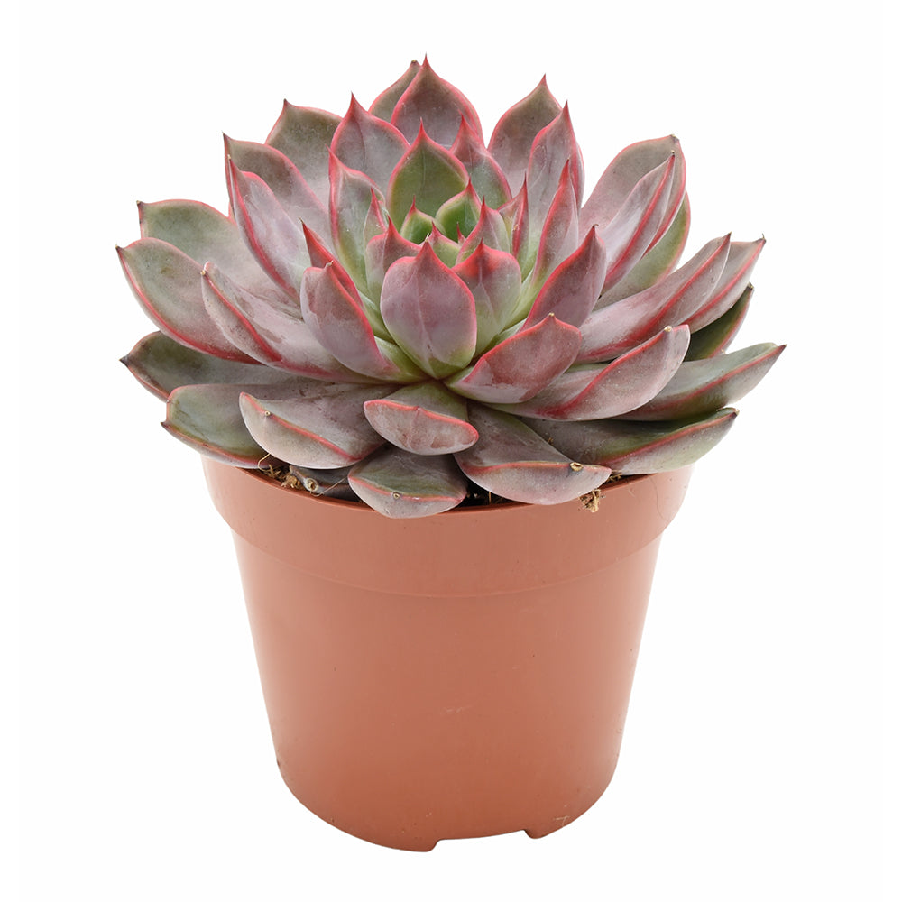 Echeveria Rosetta Morango 15cm 12cm Pot