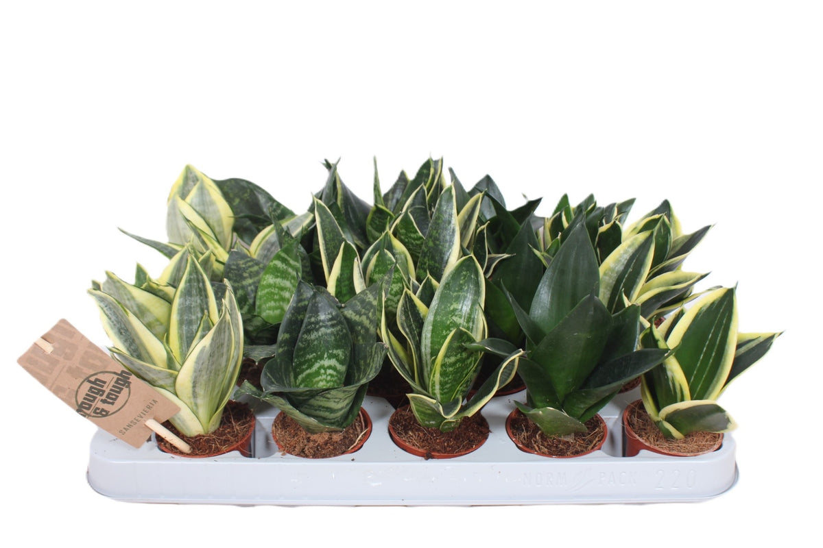 Sansevieria Hahnii mix 15cm 6cm Pot