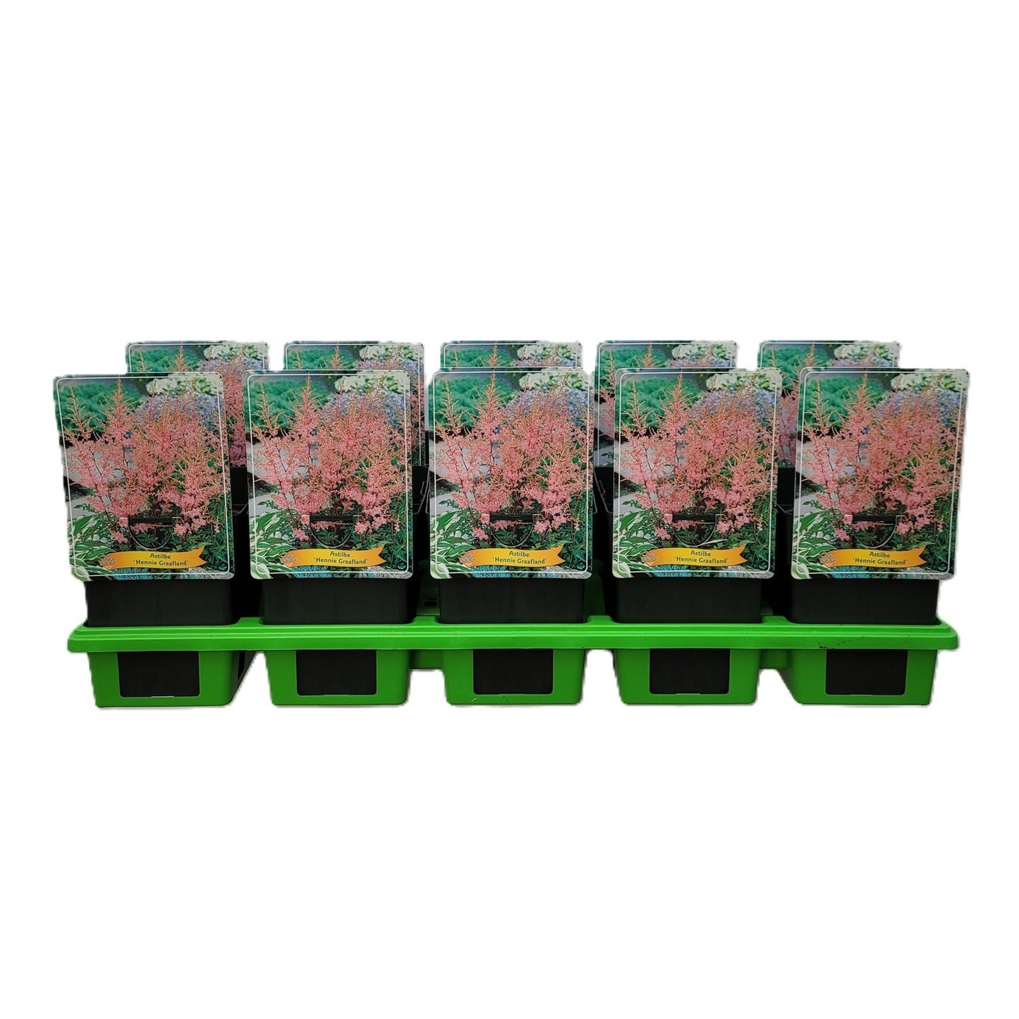 Astilbe sim. Hennie Graafland 25cm 11cm Pot