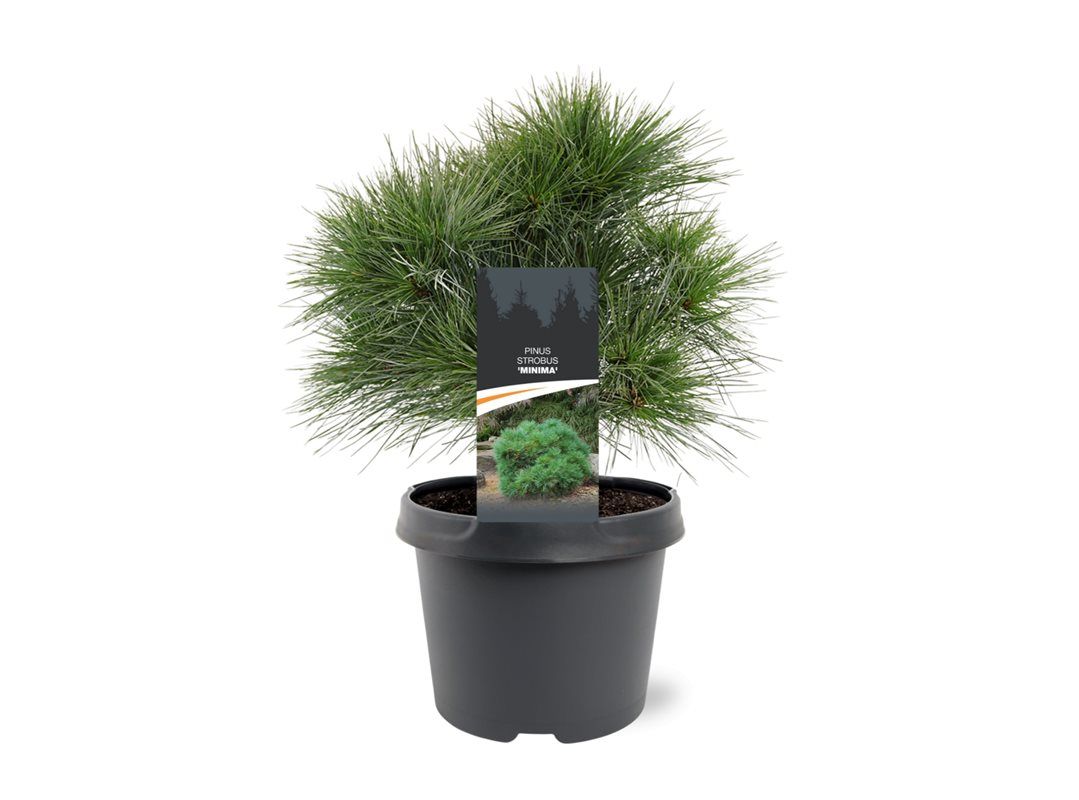 Pinus str. Minima 35cm 19cm Pot