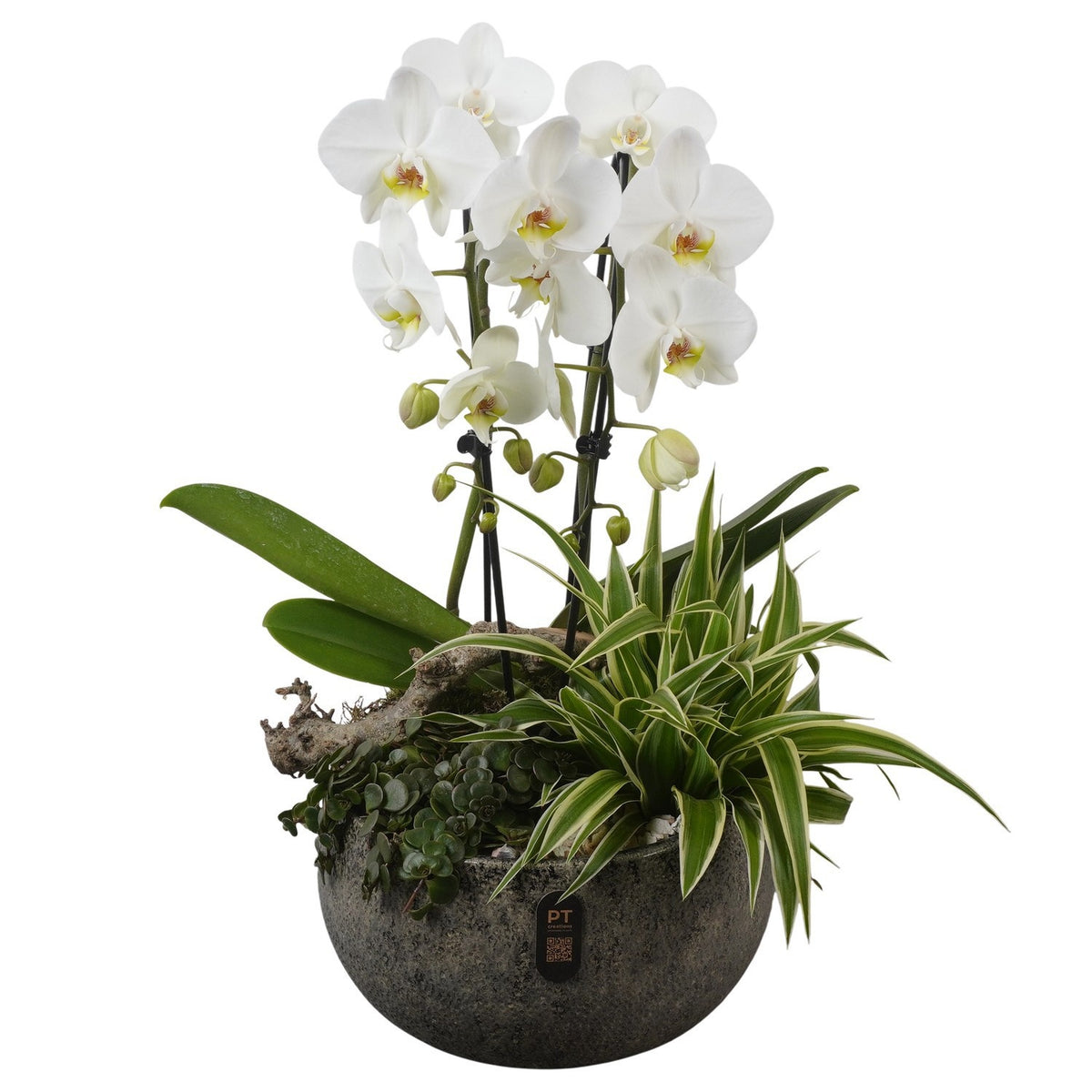 Indoor arrangement 59cm 26cm Pot