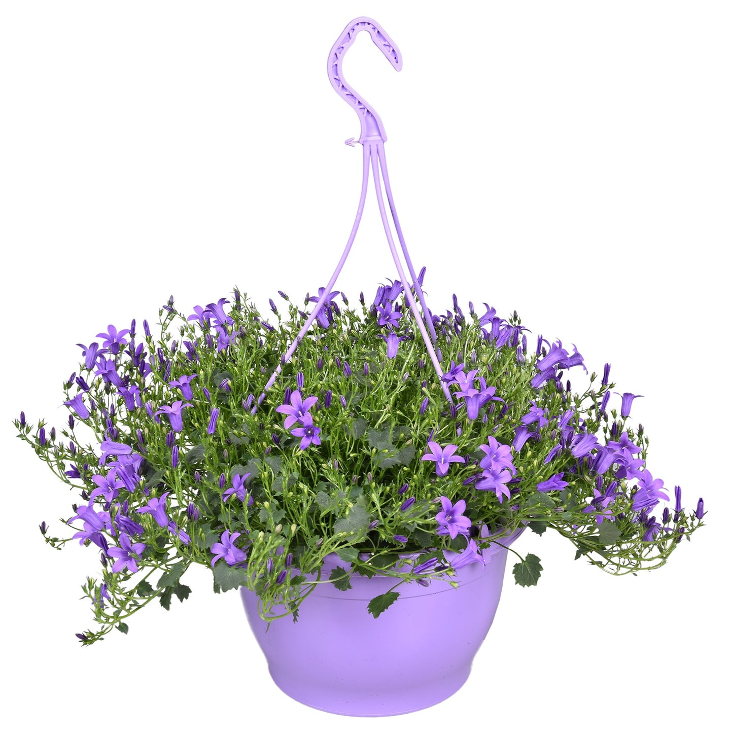 Campanula Ambella purple 130cm 25cm Pot
