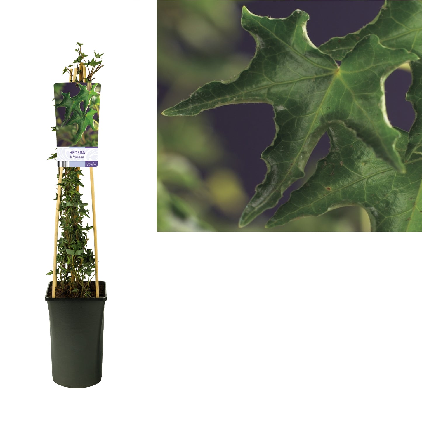 Hedera helix Ivalace 17cm Pot