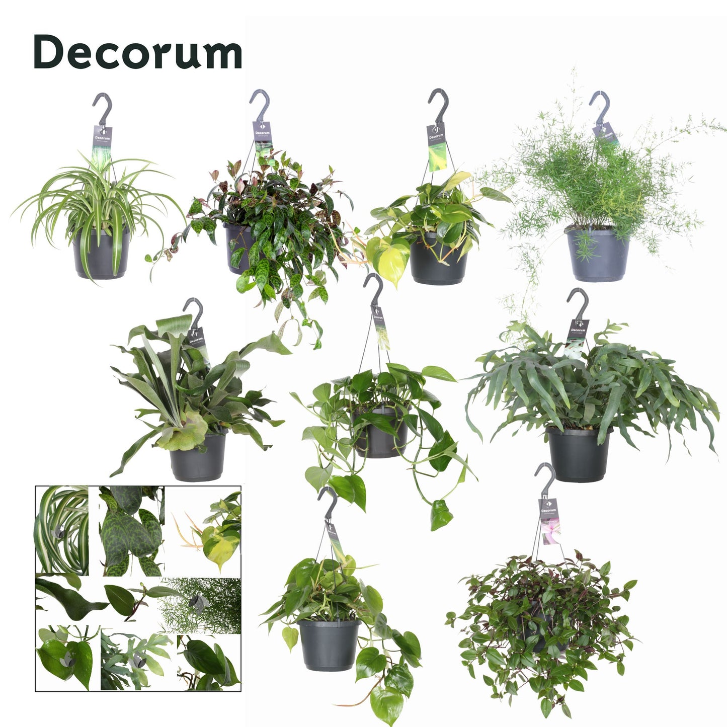 Hillplant BV Hanging plants mix Pack of 6