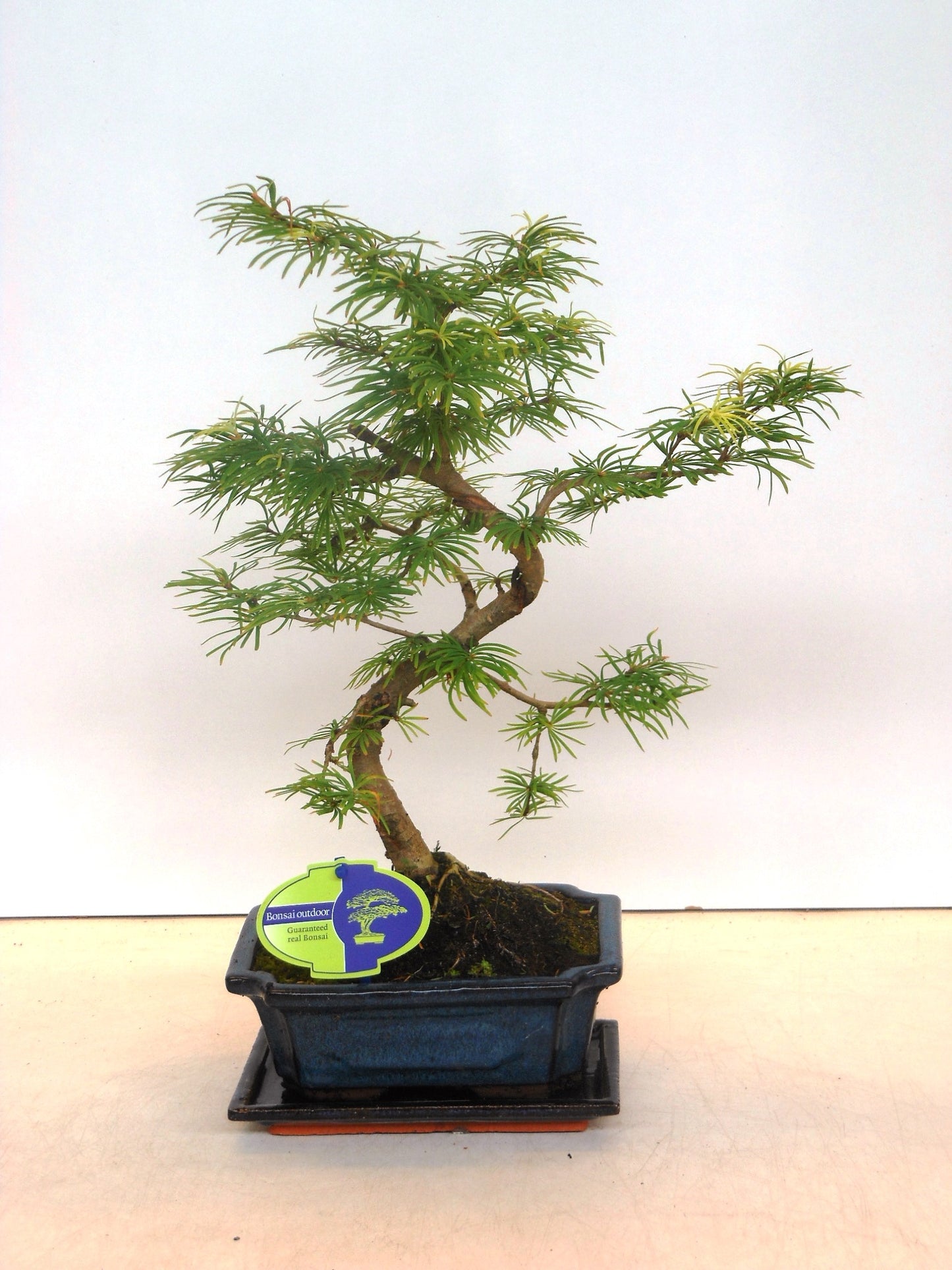 Lodder Bonsai BV Pseudolarix amabilis Pack of 5